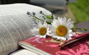book daisies